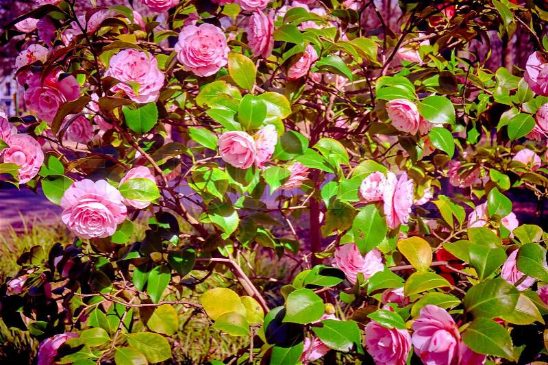 Rosebush. Climbing rose tree, stock photo