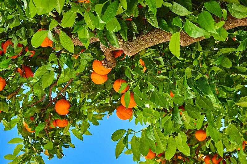 Clementines ripening on tree against blue sky. Tangerine tree. Oranges on a citrus tree, stock photo