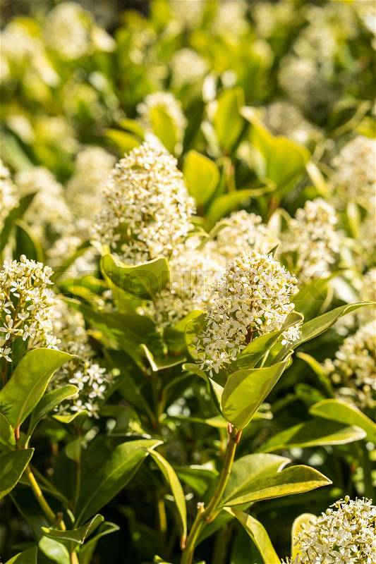 Bush flowers with small white flowers standing in the spring. The bush is a rhododendron or azalea, stock photo