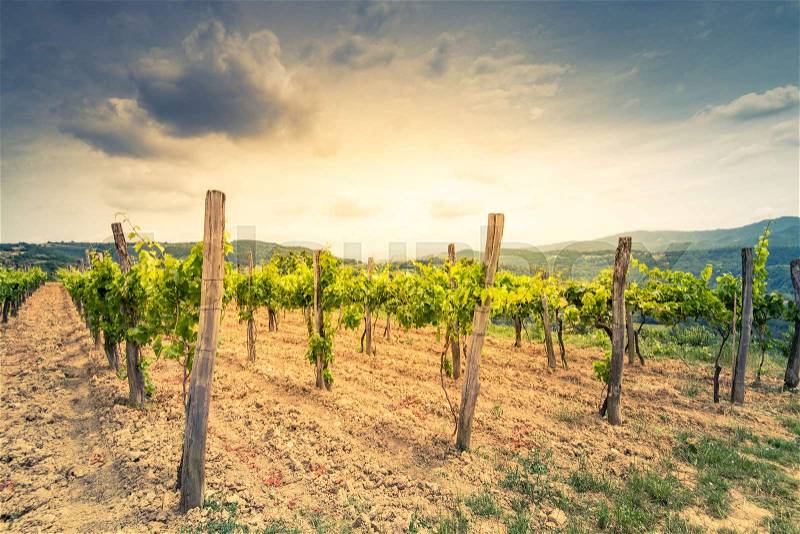 Vineyards on hill top with sun rays, stock photo