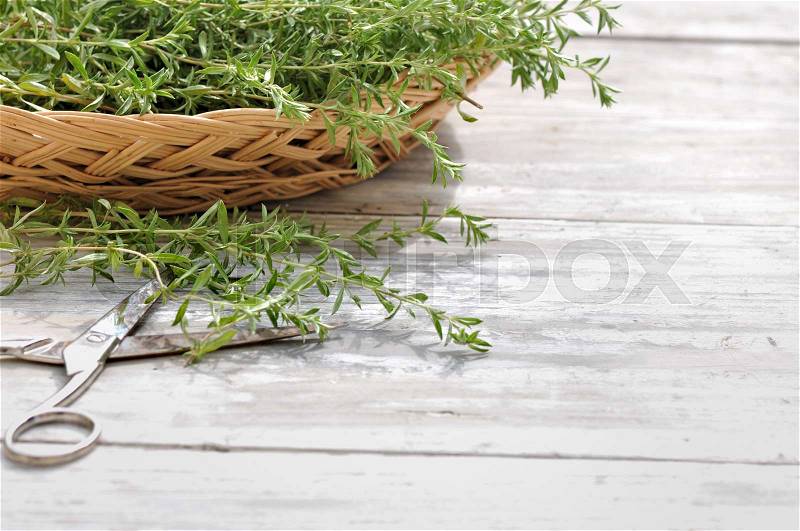 Fresh tarragon in a basket with scissors on a white woden table , stock photo