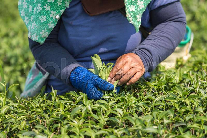 Woman worker picking tea leaves at a tea plantation in north of Thailand, stock photo
