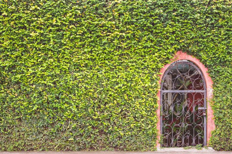 Abstract pattern green wall of ivy or wall plant and metal door, stock photo