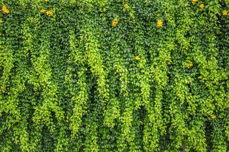 Abstract pattern green wall of ivy or wall plant for background, stock photo