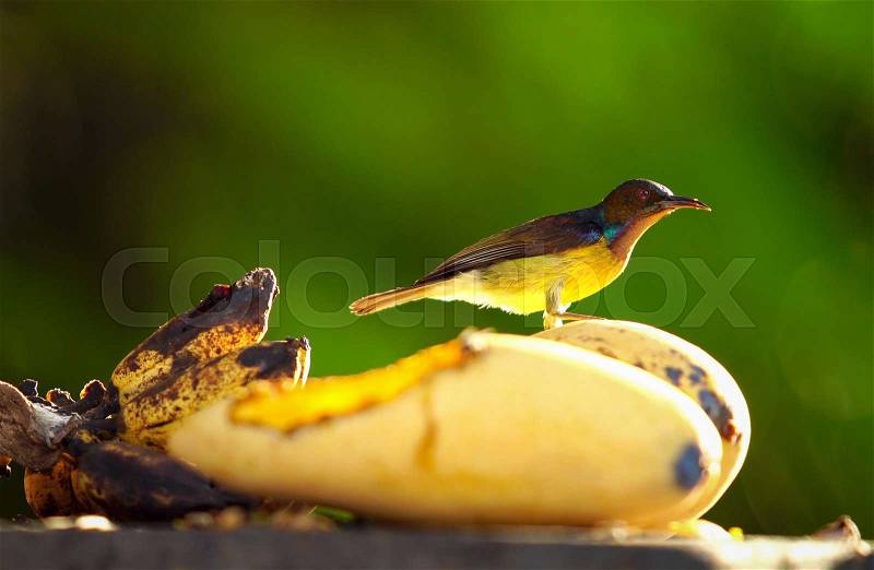 A small bird standing and eating yellow mango fruit on tree, stock photo