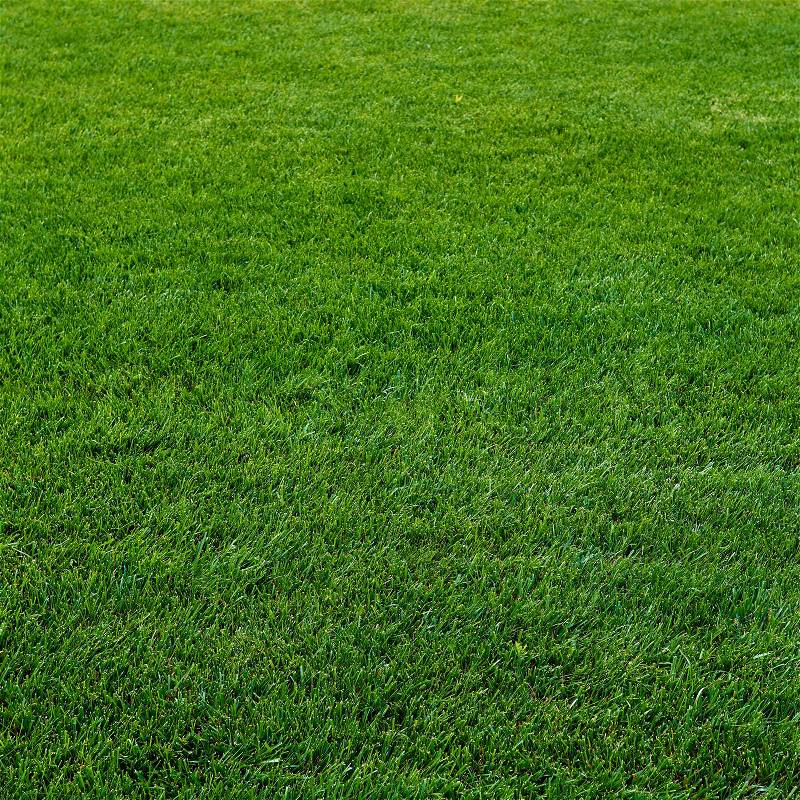 Background of a green grass. Green grass texture, stock photo