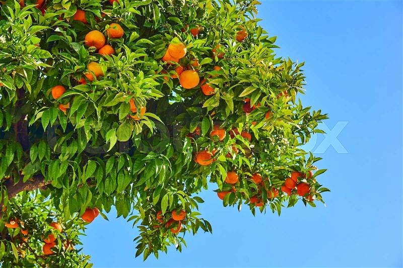 Orange garden. Orange tree. Mandarins on the tree, stock photo