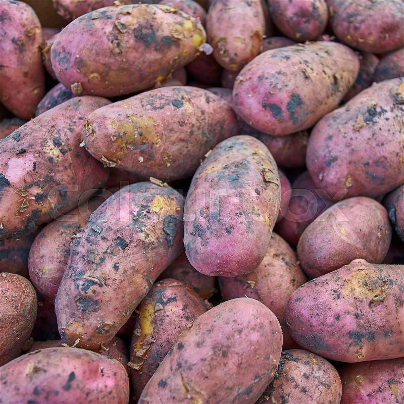 Potato. Group of potatoes at the market, stock photo