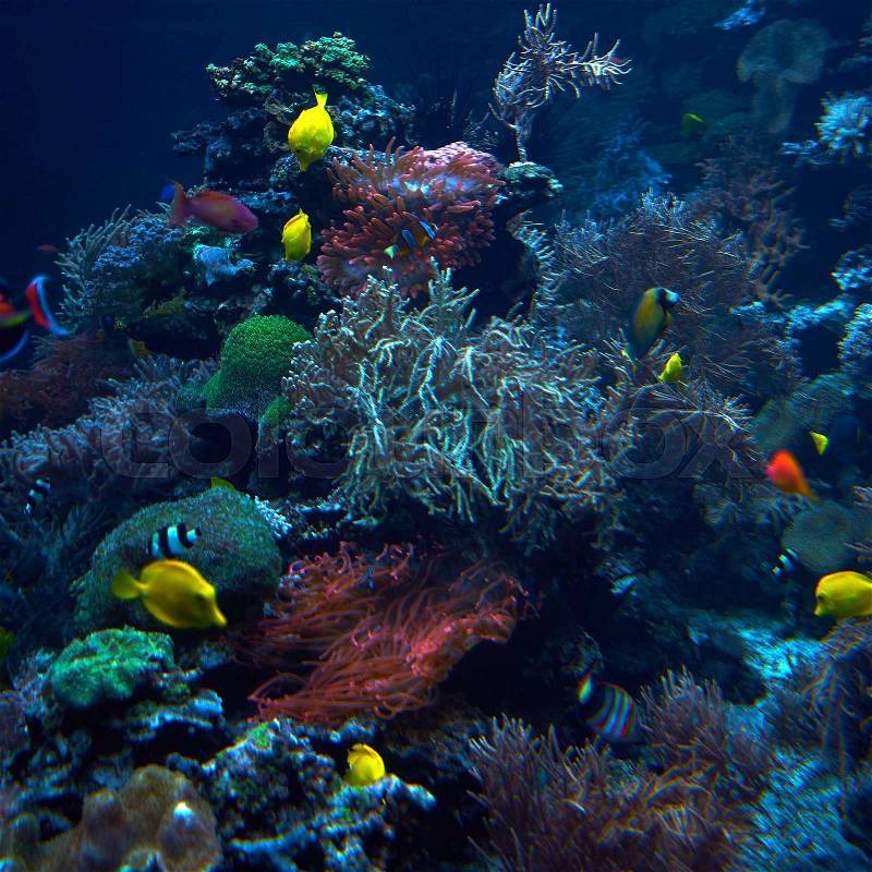 Underwater background. Underwater scene. Underwater world. Underwater life landscape, stock photo