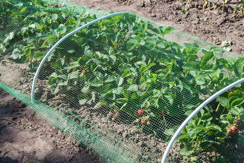 Strawberries bed covered with protective mesh from birds, protection of strawberry harvest in the garden, stock photo