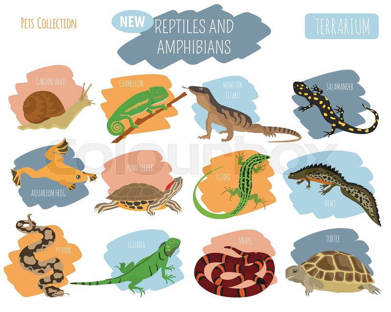 Pet reptiles and amphibians icon set flat style isolated on white. House keeping this animals collection. Create own infographic about pets. Vector illustration, vector