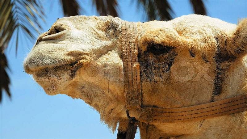 Camel head closeup outdoors. Camels are pack animals widely used in Africa and Middle east, stock photo