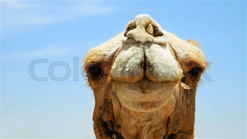 Camel head closeup outdoors. Camels are pack animals widely used in Africa and Middle east, stock photo