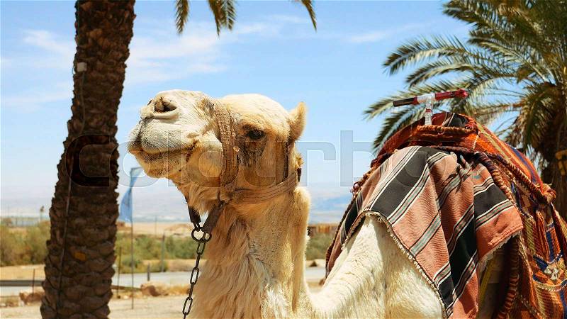 Camel under palm closeup outdoors. Camels are pack animals widely used in Africa and Middle east, stock photo