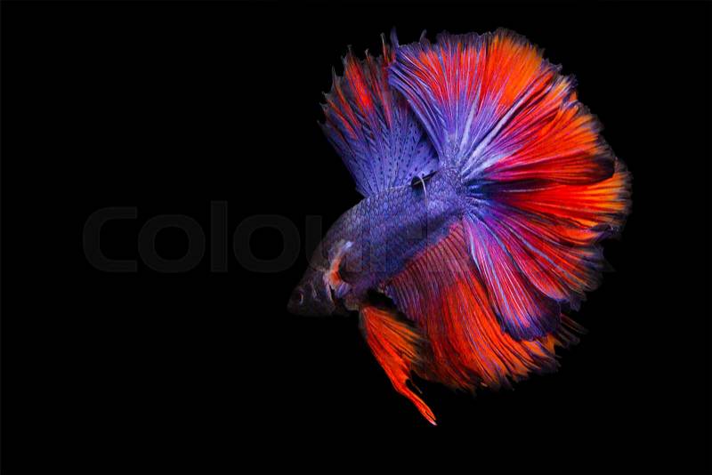 Image of betta fish isolated on black background, action moving moment of Red Blue Rose Tail Betta, Siamese Fighting Fish, stock photo
