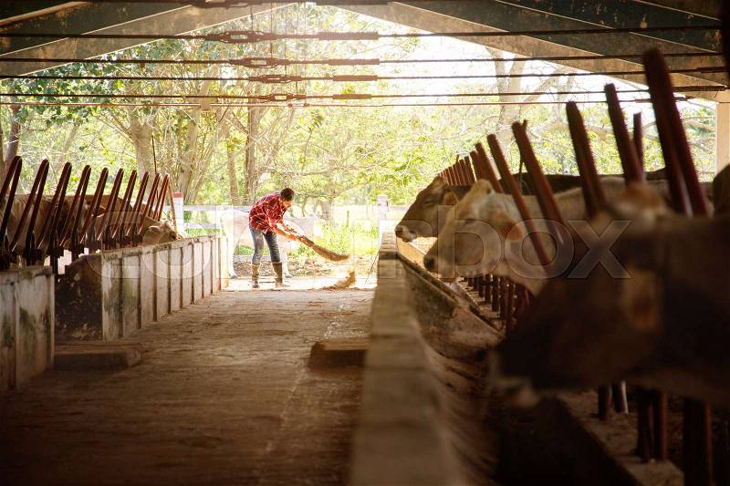 Everyday life for farmer with cows in the countryside. Peasant work in South America with livestock in family country ranch. Manual worker cleaning and sweeping dirty stable, stock photo
