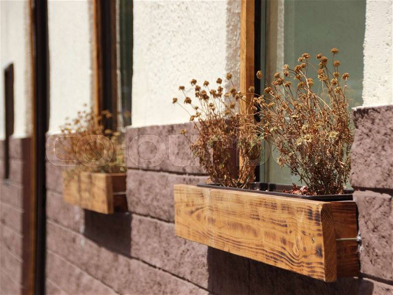 Dead Dry Withered Flowers in Wooden Window Box on Wall, stock photo