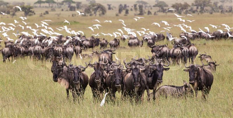 Connochaetes. Big herd of Wildebeests grazing in Serengeti National Park in Tanzania, East Africa, stock photo