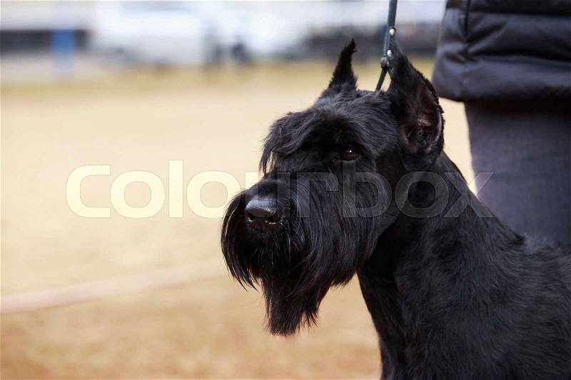 The dog breed Giant Schnauzer close-up outdoors, stock photo