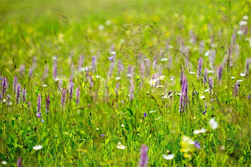 Beautiful meadow field with wild flowers. Spring Wildflowers closeup, stock photo