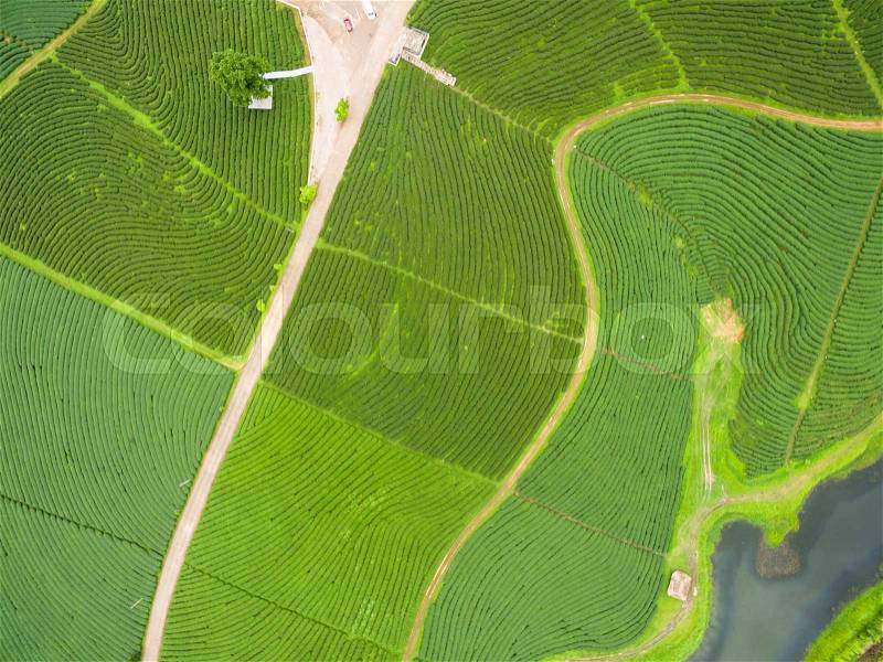 Aerial view of Tea plantation, Shot from drone, stock photo
