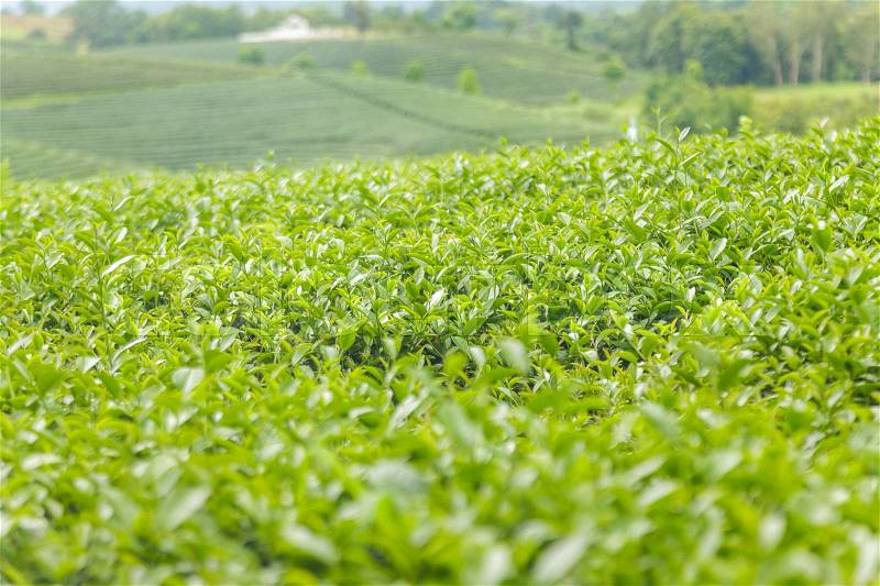 Fresh tea leaves in morning on tea plantation field, stock photo