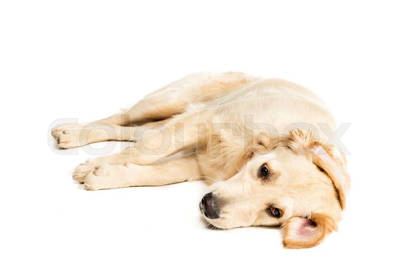 Funny golden retriever dog lying and relaxing isolated on white , stock photo