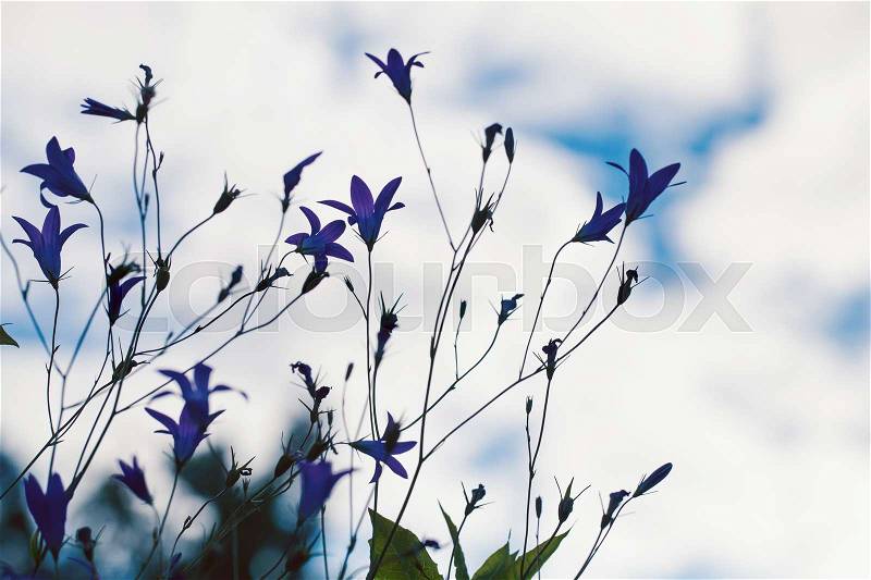 Bellflowers silhouettes in summer garden, closeup photo with soft selective focus, stock photo