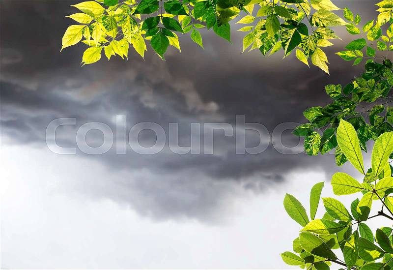 Green leaves with blurred cloud storm background.Copy space for design, stock photo