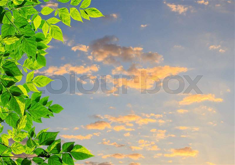 Green leaves with blurred sky and sunlight background.Copy space for design, stock photo