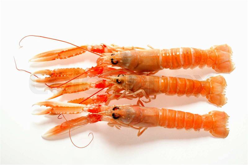 Shrimp on white background, stock photo
