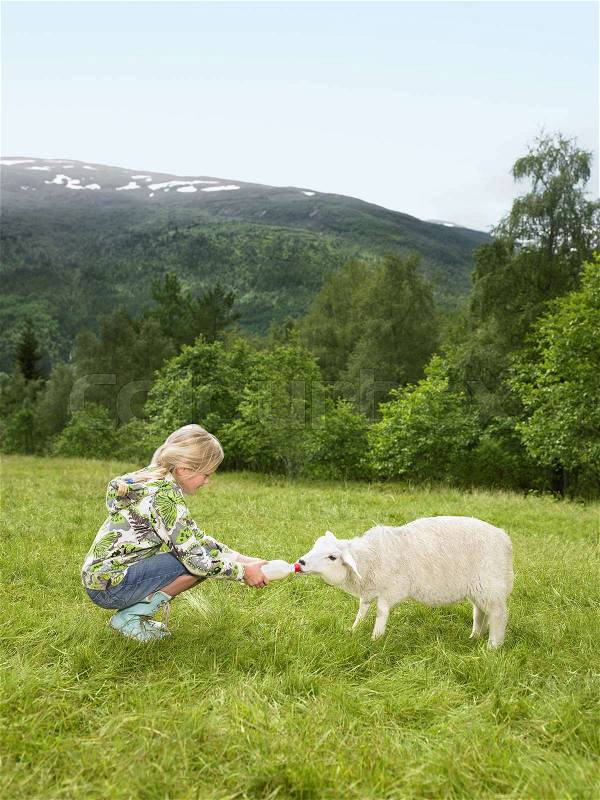 Young girl feeding a lamb with a bottle, stock photo