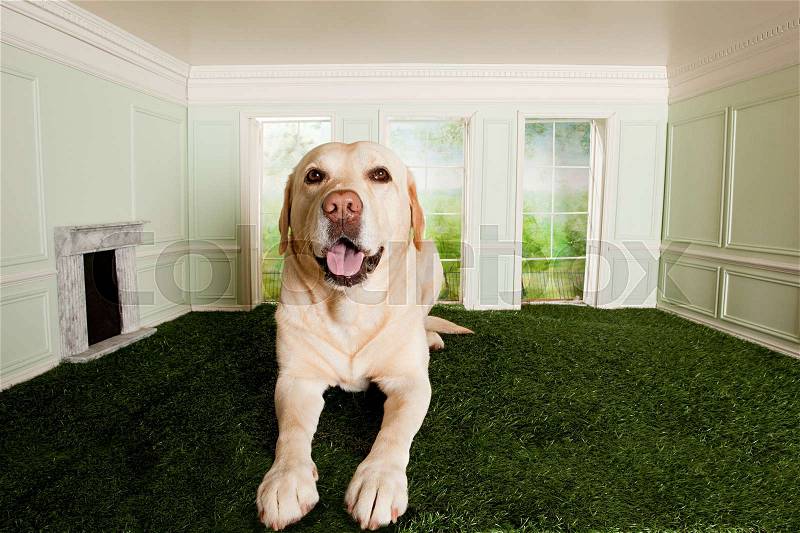 Big dog in a small room, stock photo