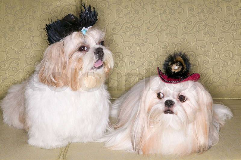 Two pekinese dogs on sofa, stock photo