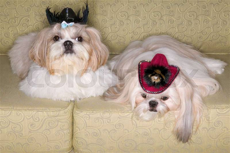 Two pekinese dogs on sofa, stock photo