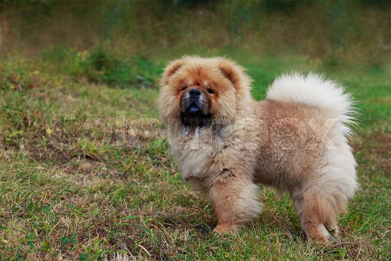 Dog breed chow chow in green grass, stock photo