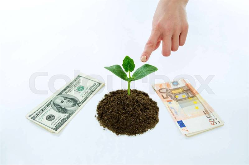 Money dollars, euro and green sprout in the ground isolated on white background, stock photo