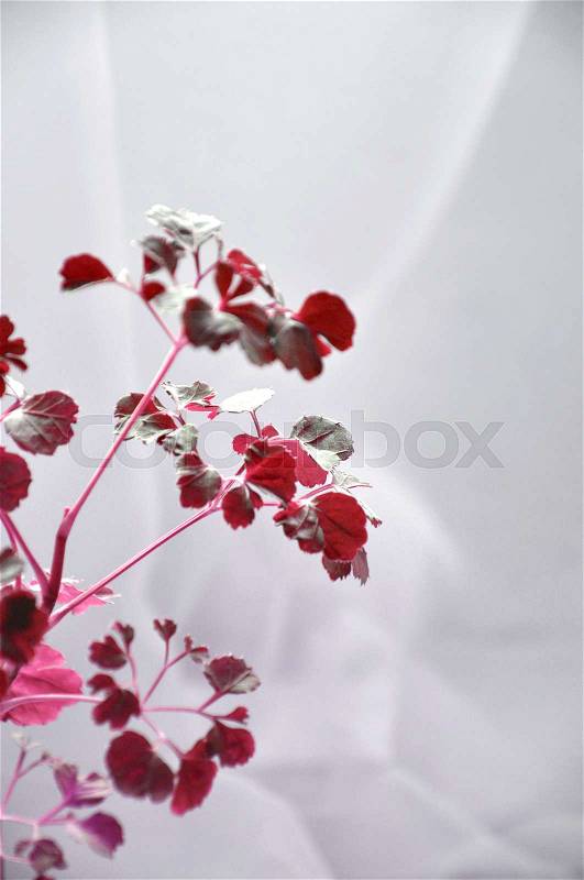 Abstract red plants on white background with space for text, stock photo