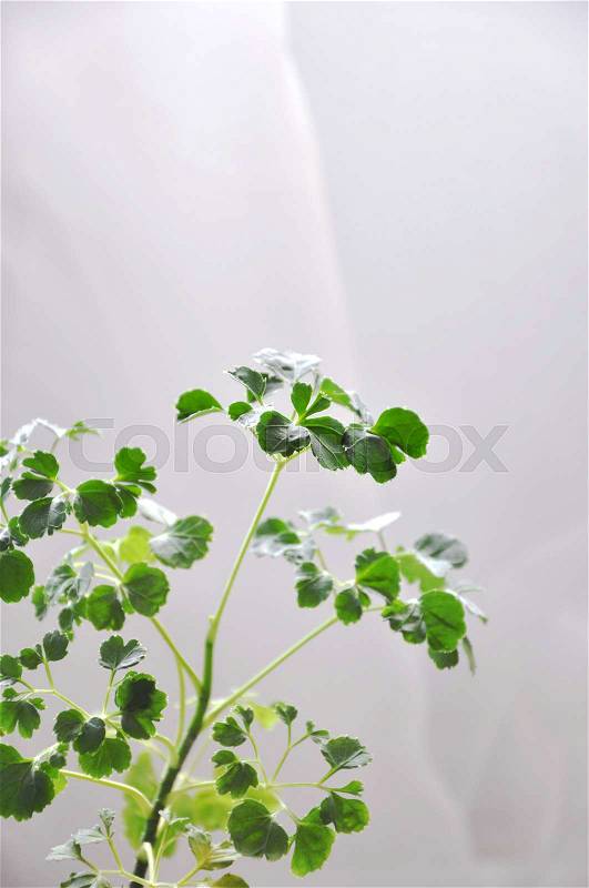 Little green plant on white background for copyspace, stock photo