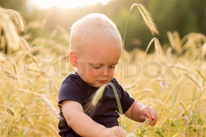 Adorable baby boy checks the quality of the wheat harvest, stock photo