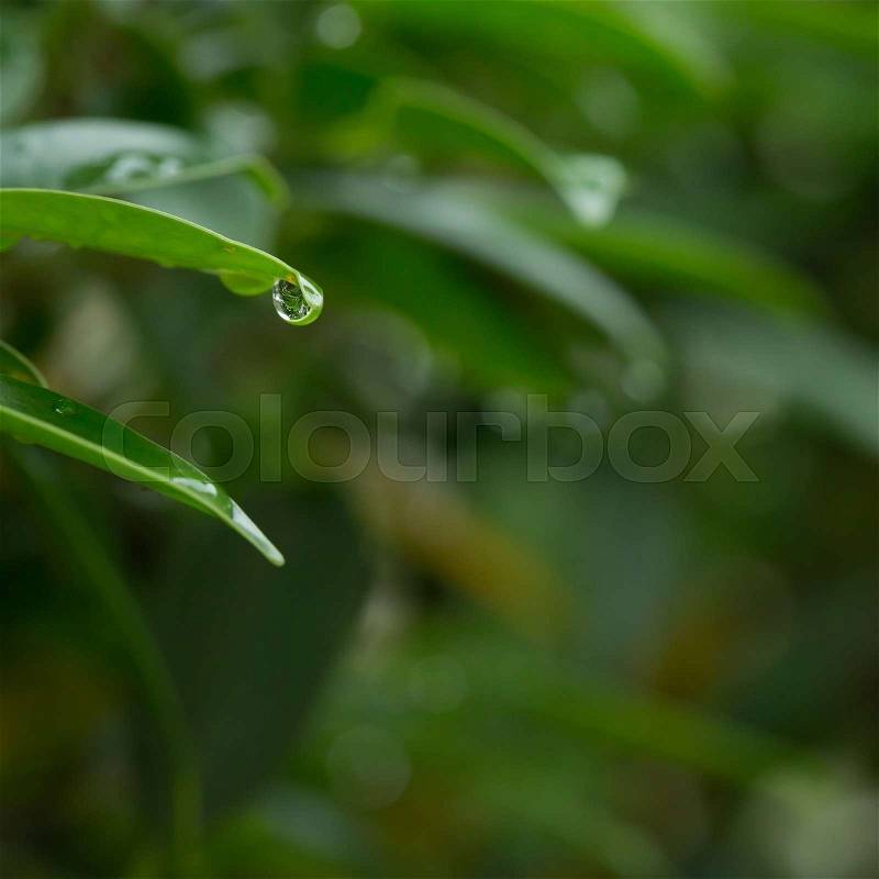 Rain drop on green leaf nature, abstract blur evergreen background, stock photo
