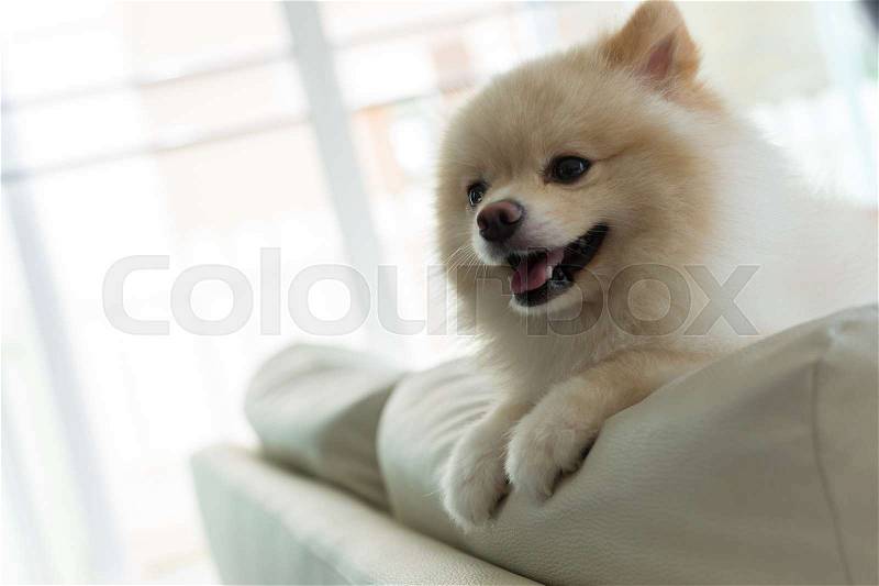White puppy pomeranian dog cute pet happy smile in home with seat sofa furniture interior decor in living room, stock photo
