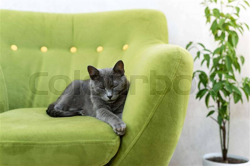Cute gray cat laying stretched out, relaxing on the sofa. Portrait of elegant Russian Blue Cat, stock photo