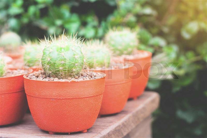 Many pots of cactus plants in garden, stock photo
