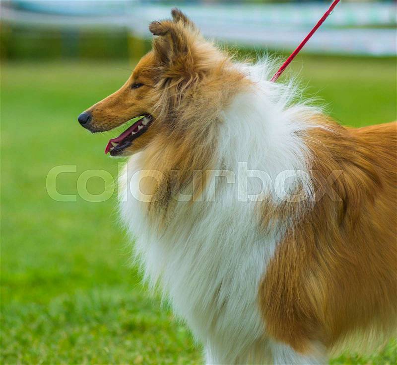 Collie. Dog collie. The collie is a distinctive type of herding dog, including many related landraces and formal breeds. Portrait of purebred dog Rough Collie, stock photo