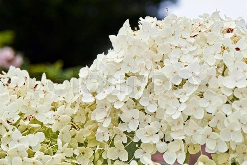 Summer flowers, Detail of a Hydrangea Hortensia, stock photo