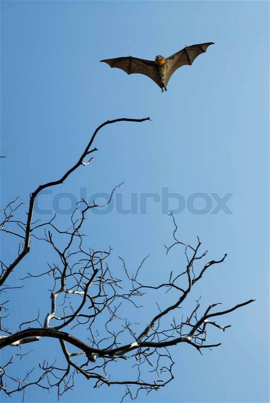 Halloween background with flying bat over blue sky background, stock photo