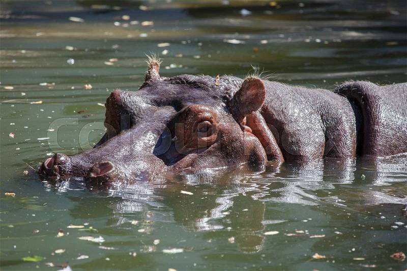 Hippopotamus head sticking out of water. Hippo in water , stock photo