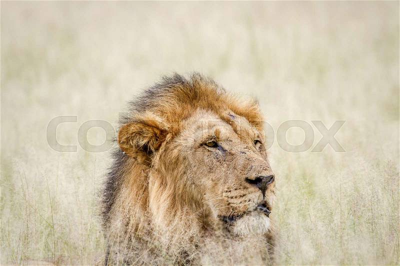 Close up of a big male Lion in the grass in the Central Kalahari, Botswana, stock photo