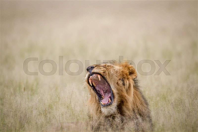 Big male Lion yawning in the high grass in the Central Kalahari, Botswana, stock photo